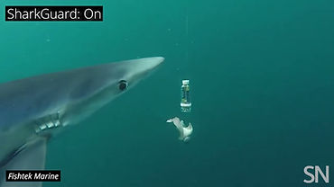 A Device to Prevent Sharks Getting Snagged on Fishing Hooks