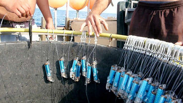 New fishing invention scares sharks away from fishing hooks