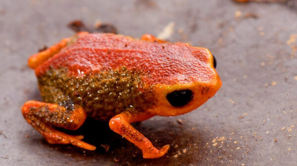 Why do Pumpkin Toadlets Fall Hard When Landing from a Leap?