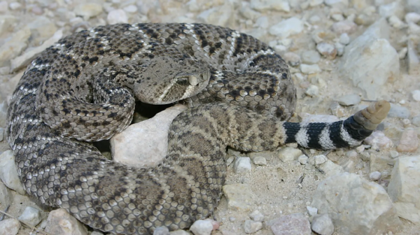 The Western Diamondback Rattlesnake