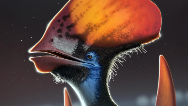 Colorful feathers on dinosaurs’ head