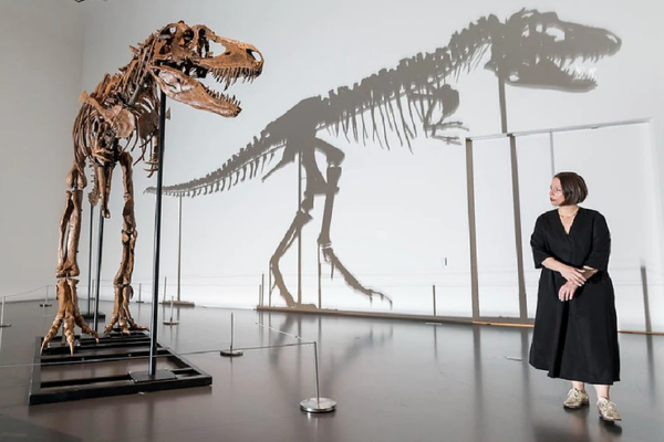 Dinosaur Expected to Be Sold for Millions at Auction