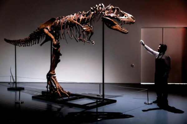 Gorgosaurus May Get Millions of Dollars at an Auction