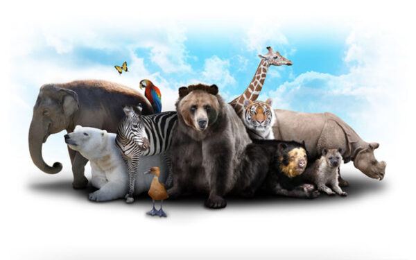 A World of Animals