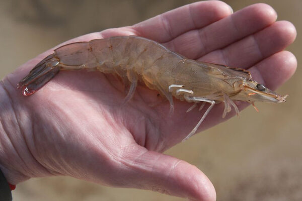 How Shrimp Could Replace Military Sonar