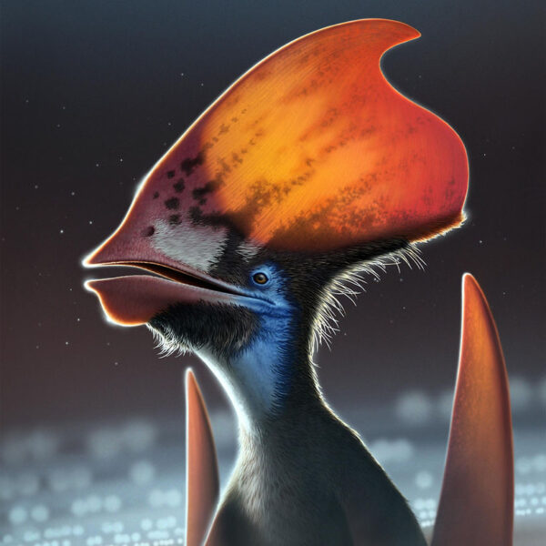 Pterosaur May Have Colorful Feathers on the Head