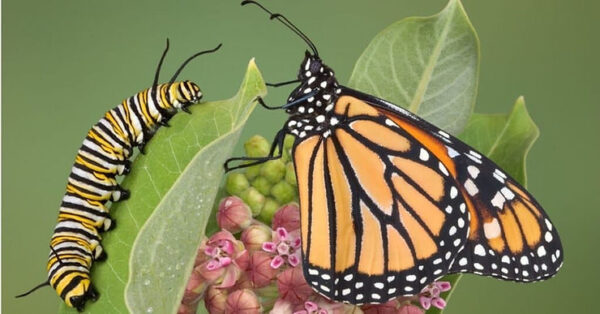 Butterfly tails extensions are an escape tactic from predators