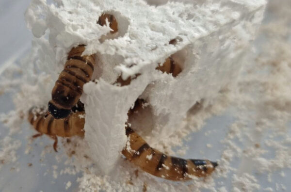 Australian Study Discovers “Superworm” Capable of Eating Styrofoam