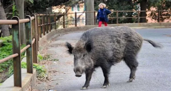 Wild Boars in Rome Cause Chaos