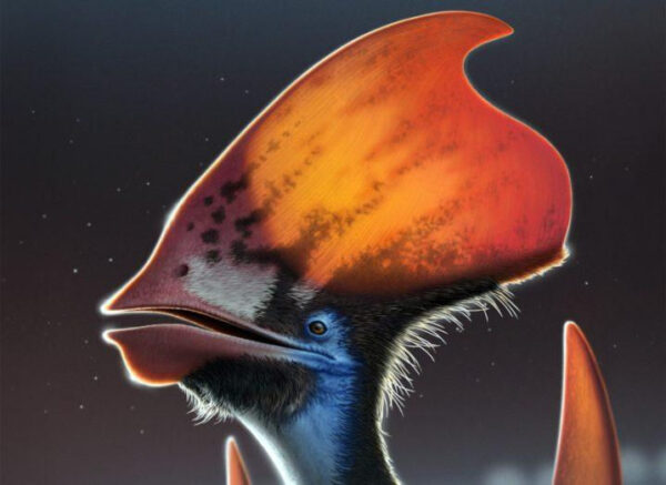 Bright Feathers on Pterosaurs’ Heads