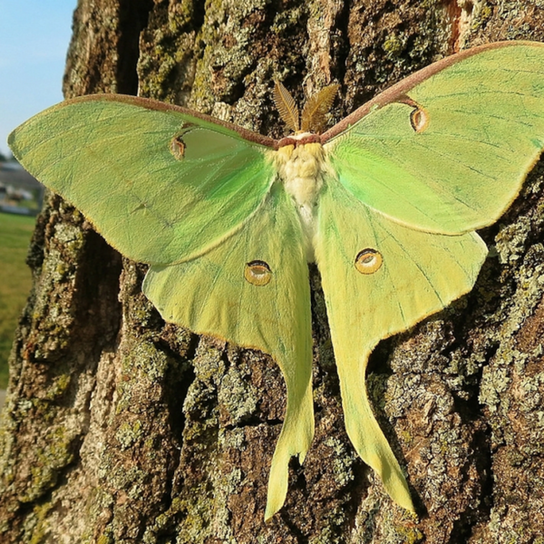 Butterflies That Have Tails May Survive Better