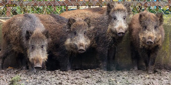 Officials State Wild Boars That Inhabit Rome Must Be Killed