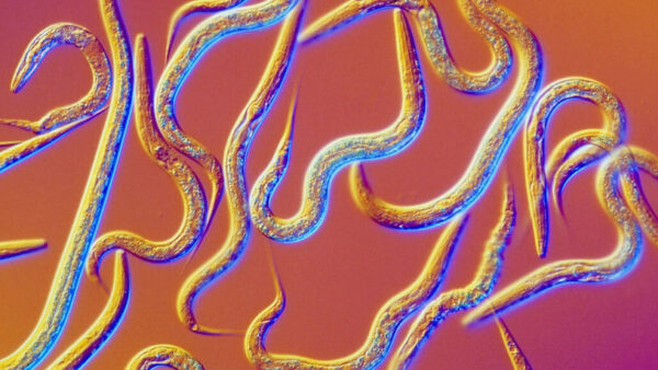 Could Worms Could Sniff Out Cancer?