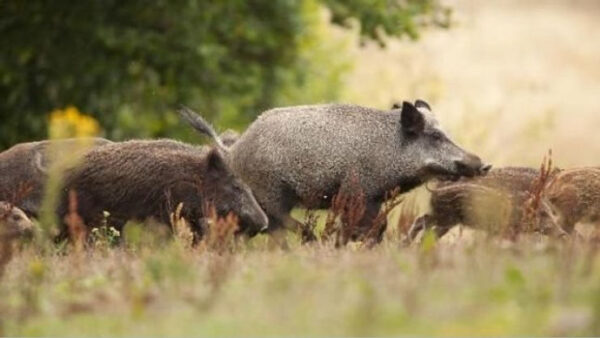 Worries of African Swine Fever Cause Decision to Kill Wild Boars Across Rome