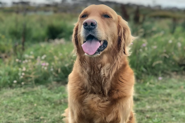 Old and Blind Dog Found After Three Weeks in The Wild