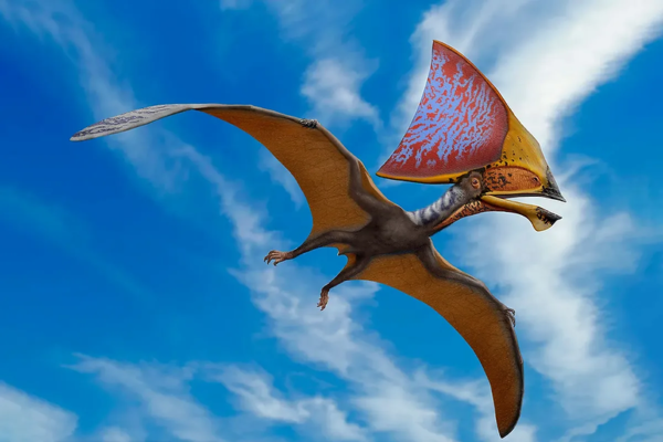 Bright colored feathers may have topped pterosaurs heads