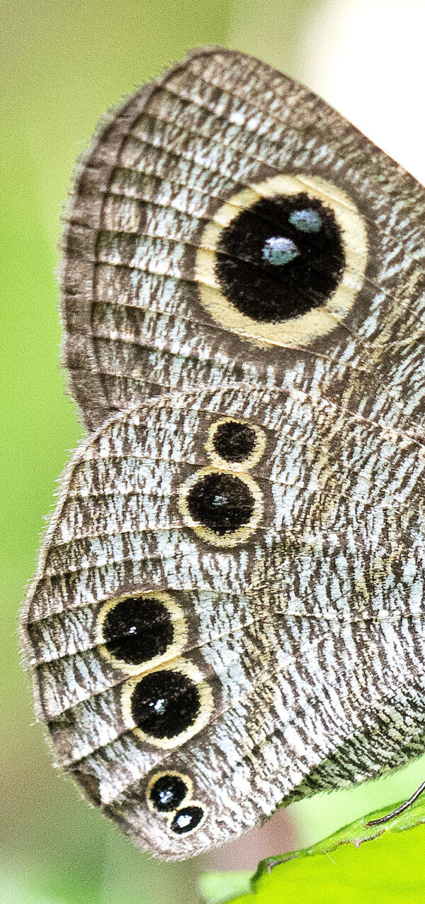 Scientists find that a butterfly’s tail works like a lizard’s by “distracting” predators