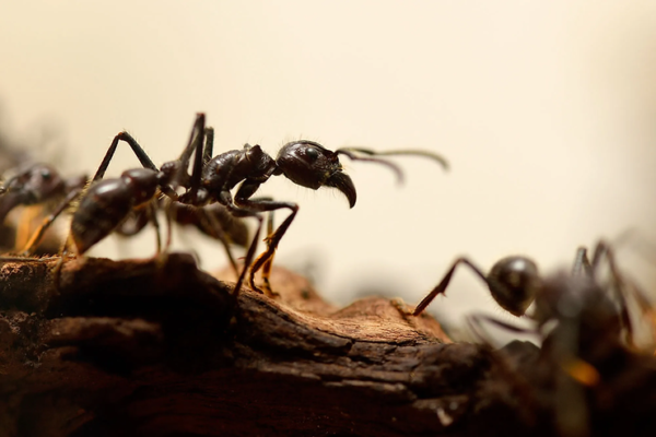 The Ants in New York City Go Up to New Heights