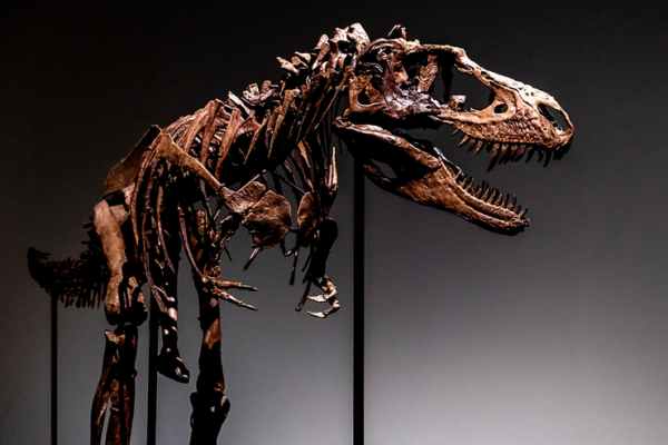 Gorgosaurus Dinosaur for Auction at Sotheby’s Auction House Set to Fetch Millions