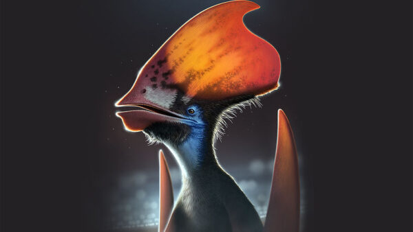 Bright-colored Feathers Possibly Crowned Pterosaurs Scalp
