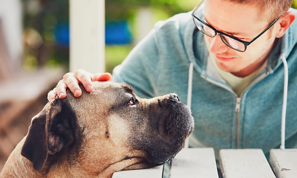 Why Having a Pet Boosts the Brain