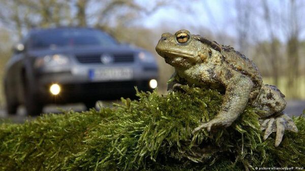 Why do toadlets get confused mid-flight after jumping?