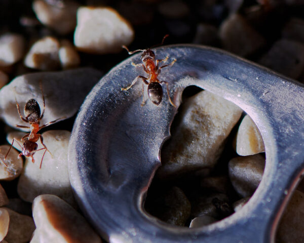 An Unusually High Number of Ants are Being Found in NYC Apartments