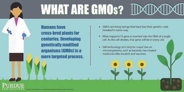 Should We Use GMOs?