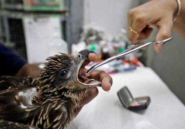 Record Breaking Heat Waves Kill Birds in European Countries