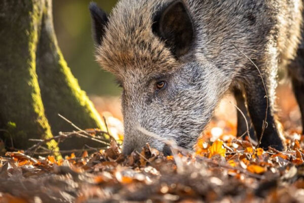 African Swine Fever is Spreading in Rome Due to Huge Amounts of Boars