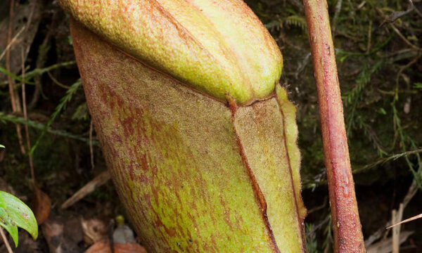 Could a plant ever eat a person?