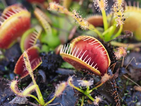 Could a Carnivorous Plant Eat a Person?