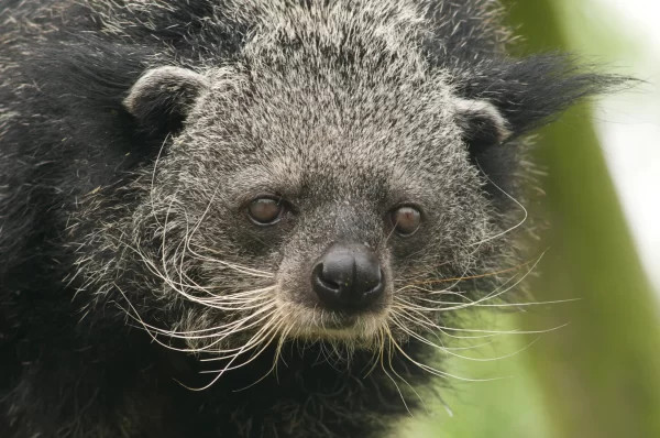 The Racoon Bear That Started Eating Fruit Pits