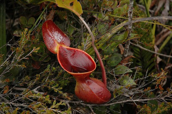 The Curious Case of Carnivorous Plants