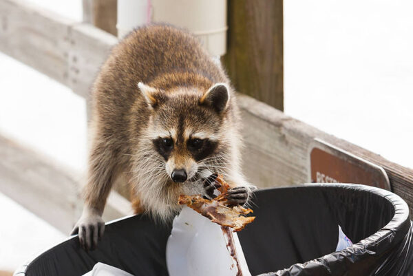 Raccoon-like Bear with Hazard Meals