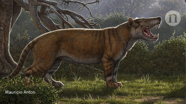 Ancient Animal Provides Information Related to Carnivorous Mammals