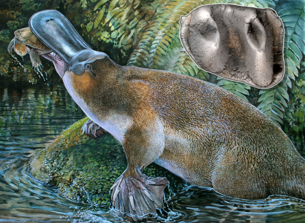 The Strangest Carnivorous Animal Fossil