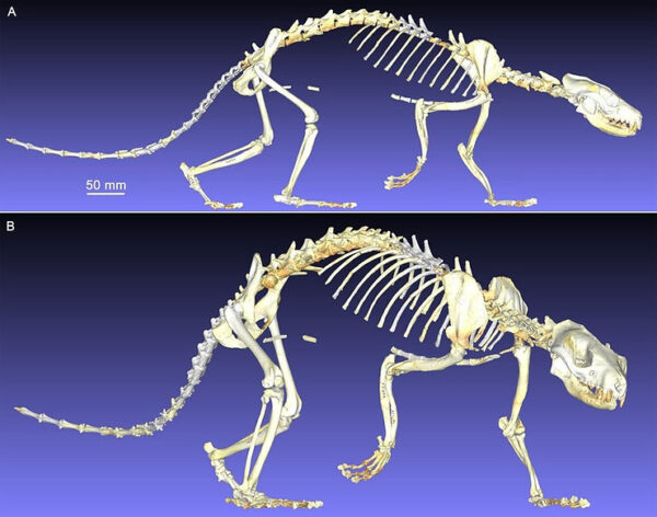 SKELETON OF DAWN BEAR PROVIDES CLUES ABOUT EARLY CARNIVORES