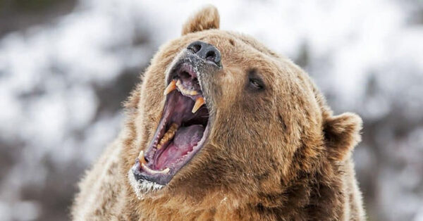 How Did This Bear Break Its Teeth?