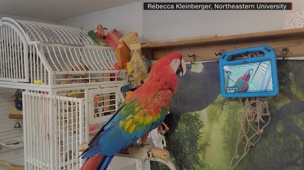 Lonely Pet Parrots Make Friends Through Video Chat