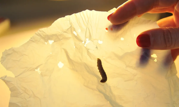 Super Worm is the Solution to Pollution in the Ocean