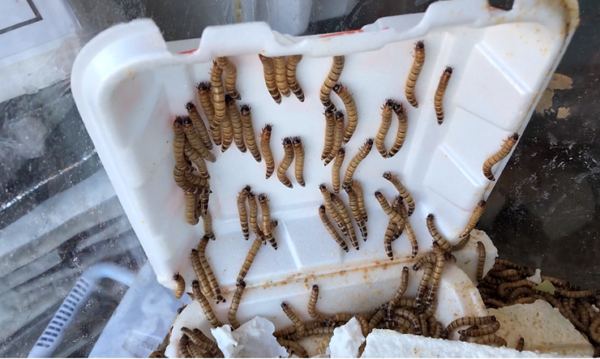 Scientists Discover Worm that Eats Styrofoam to Save Plastic Crisis