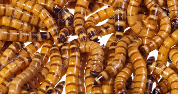 “Superworm” that eats Styrofoam Could be the Solution to the Garbage Crisis