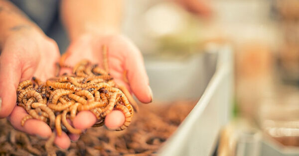 Can A Styrofoam-Eating ‘Superworm’ Save the Garbage Crisis?