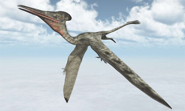 Pterosaurs and Their Feathers