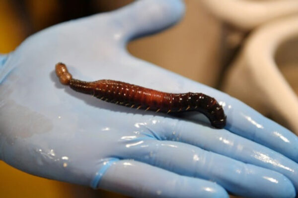 Worms may be the key to diagnosing cancer