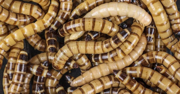 Scientists Discover “Superworm” that can Consume Styrofoam