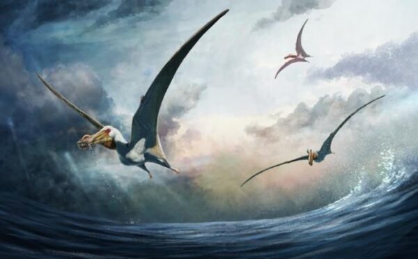 A New Species of Pterosaurs has been Discovered