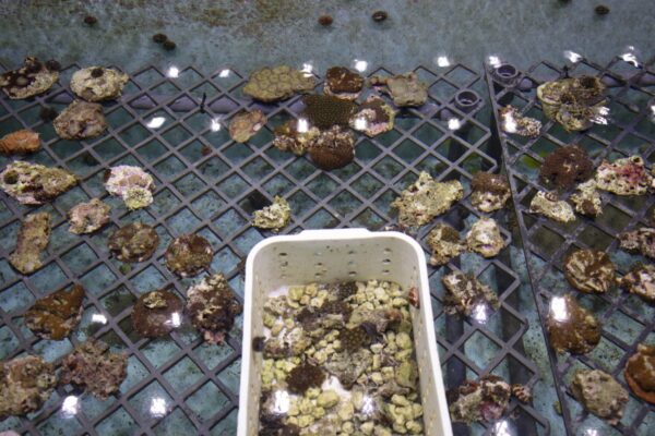 Why there is an Increase in Smuggled Coral Being Seized at US Ports