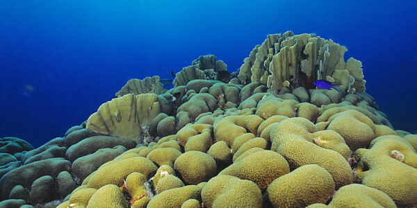 Corals Are Becoming Endangered